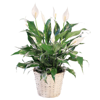 Blooming Peace Lily
